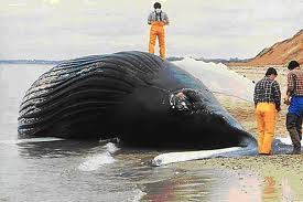 beachedwhale