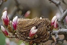 birds-nest-flowers