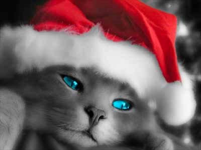 blue-eyed-catold-fashioned_christmas