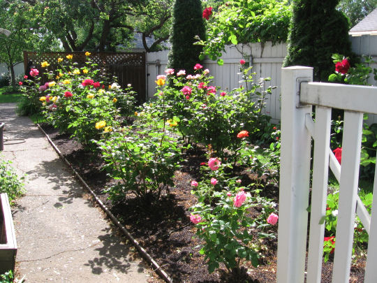 formal rose garden